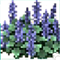 Lavender bush
